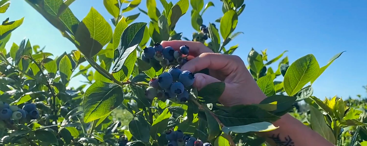 Plenty & Grace Blueberries Surrey Fraser Valley British Columbia Canada